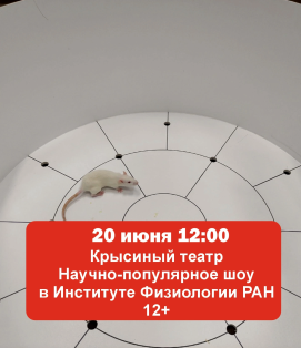 Крысиный театр. Интерактивное занятие